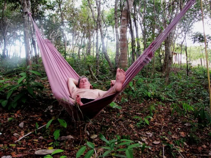 Planting distance for a Hammock DISCUSSING PALM TREES WORLDWIDE